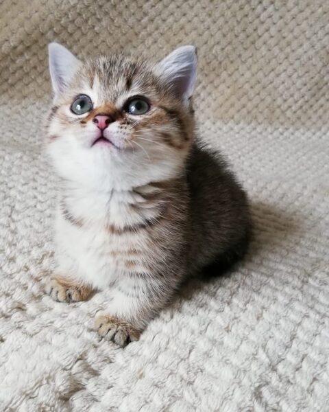 Munchkin cat for sale