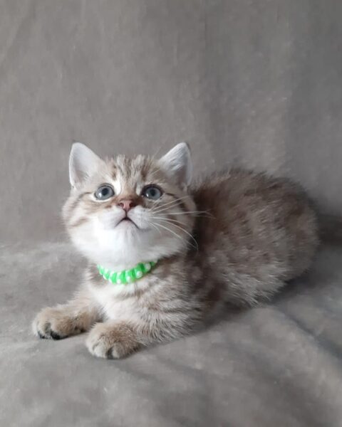 Munchkin kitten for sale