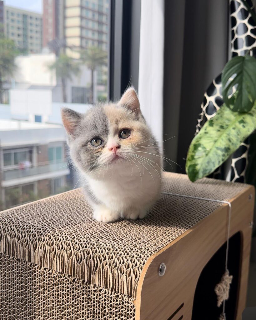 Munchkin cat for sale