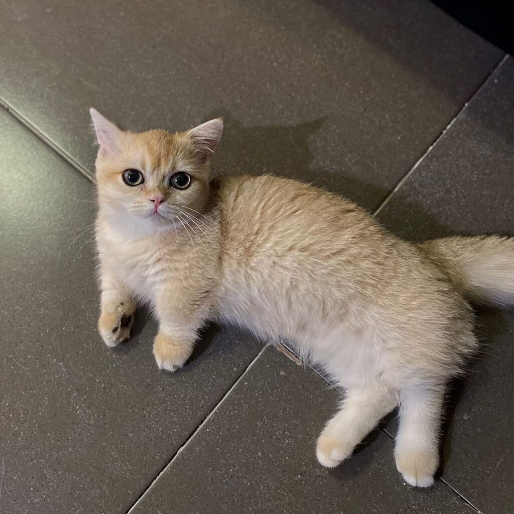 Munchkin cat for sale