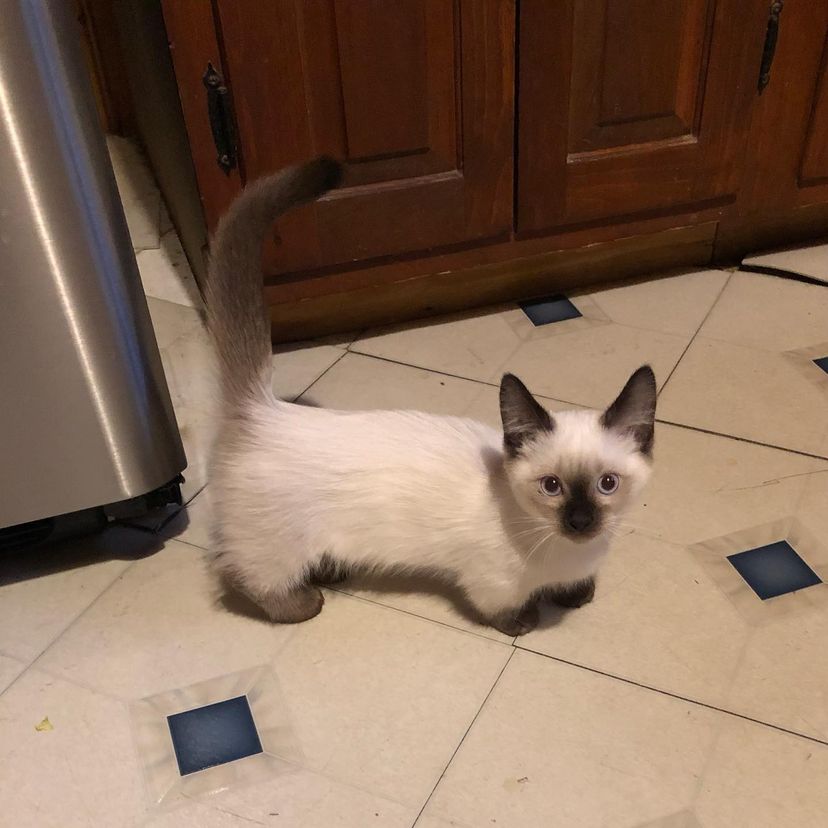 munchkin cat breeders near me